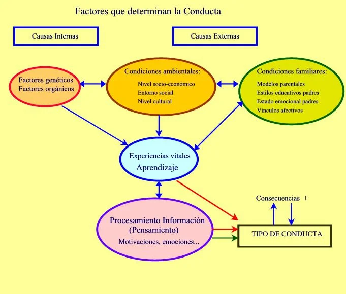 Comportamiento Tipo A características y consecuencias