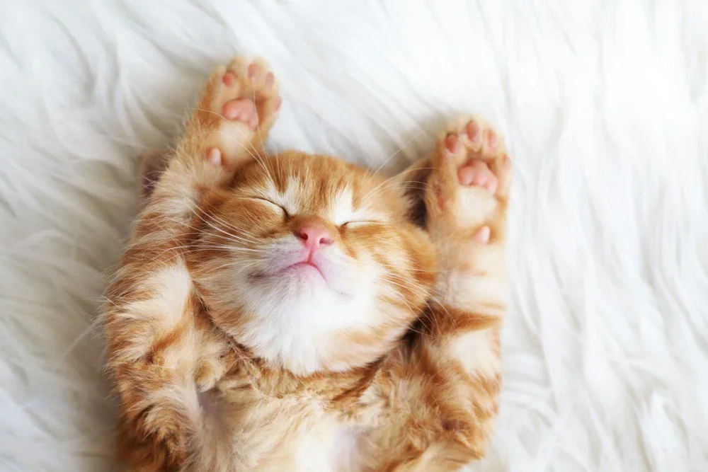 Significado y simbolismo de soñar con gatos callejeros