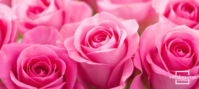 La Rosa Rosada Belleza en Tonos Rosas