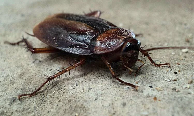 Descubrir una cucaracha en casa significado y prevención