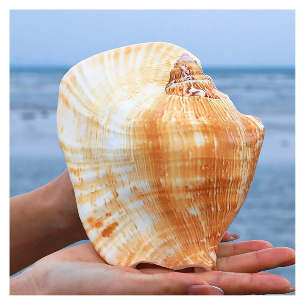 Guía para comprar caracolas de mar gigantes