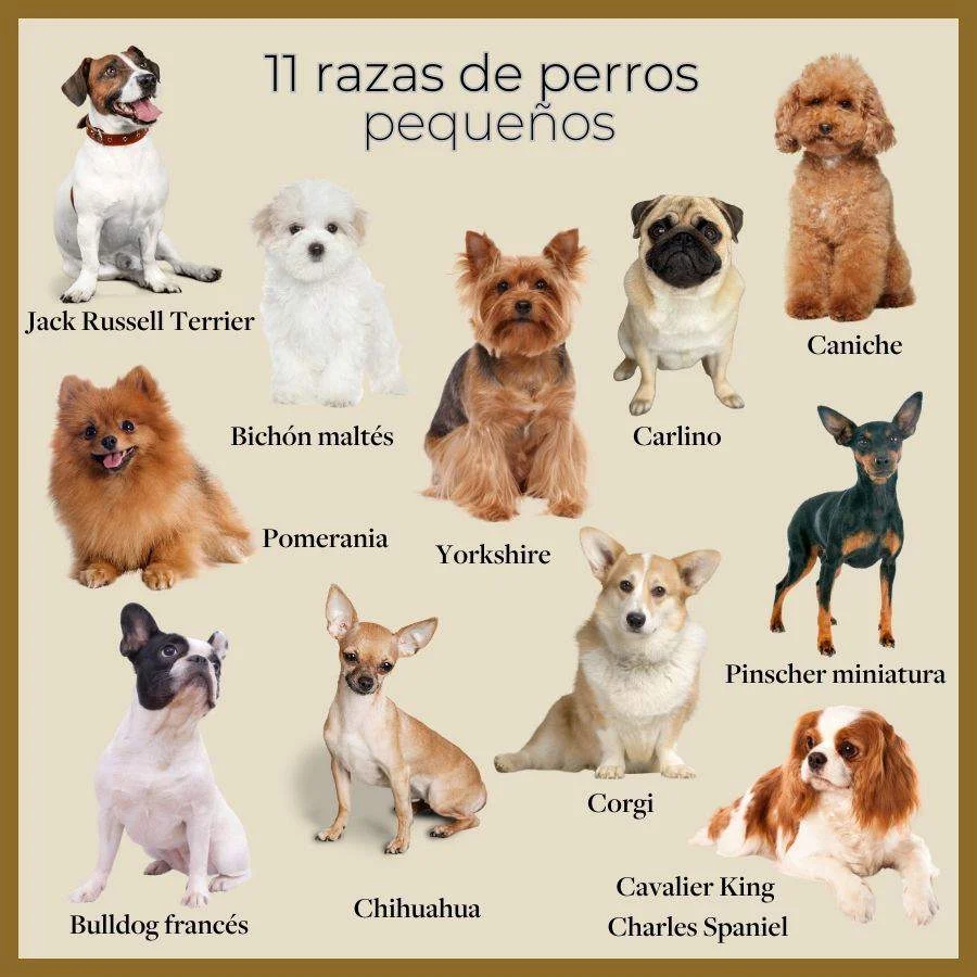 El encanto del perro pequeño gris mascota adorable y versátil