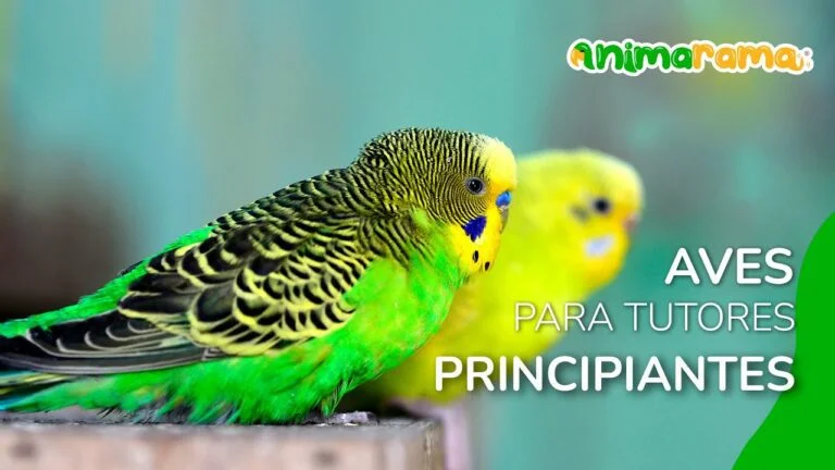 Beneficios de tener pájaros sueltos en casa