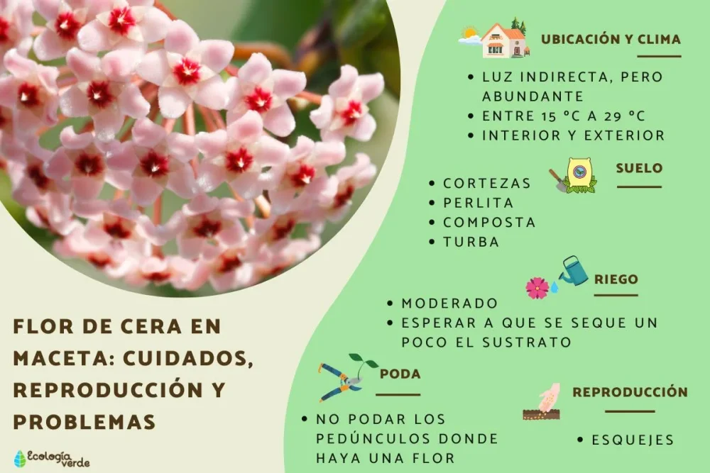 El significado espiritual de la flor de cera