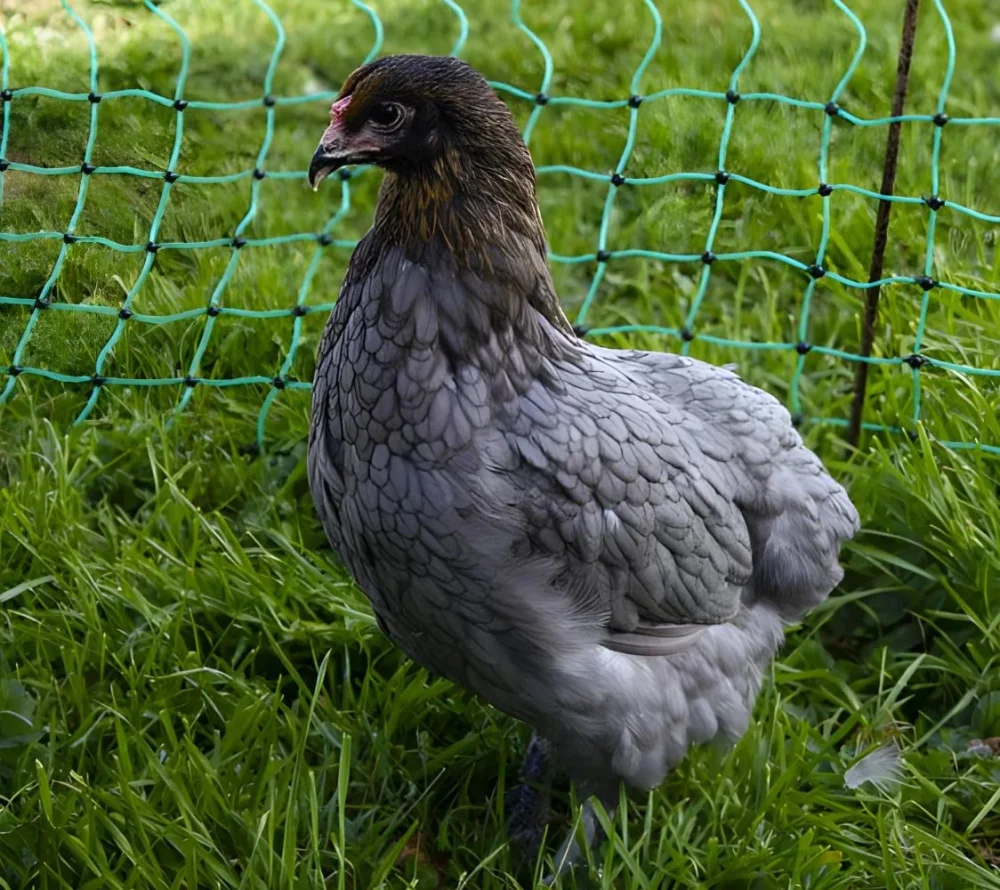 Precio de huevos verdes de gallina misterio y aventura