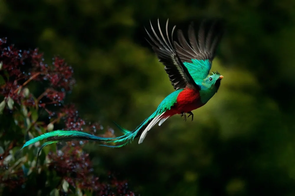 Quetzal El ave mística de América Central