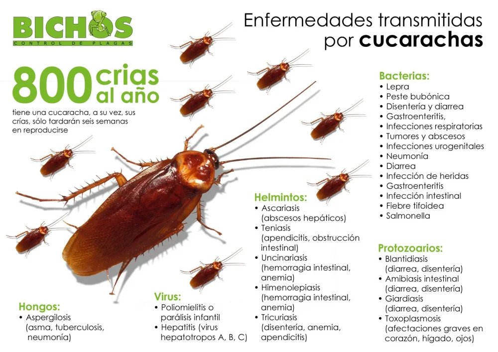 Peligros noc cucarachas Lo que debes saber