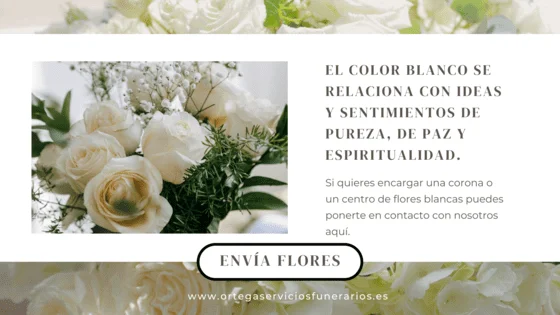 Significado de una rosa blanca pureza y paz