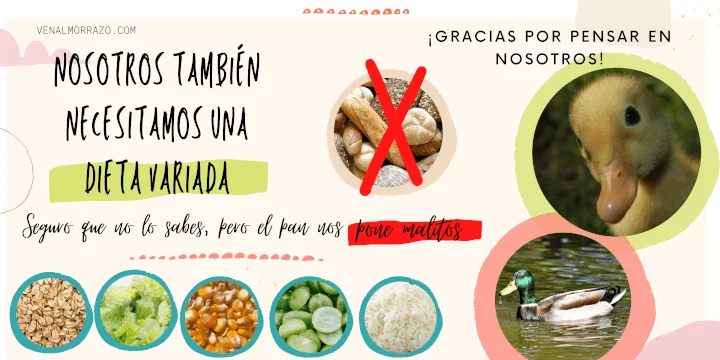 Alimentación de patitos ¿Qué comen los patos bebés?