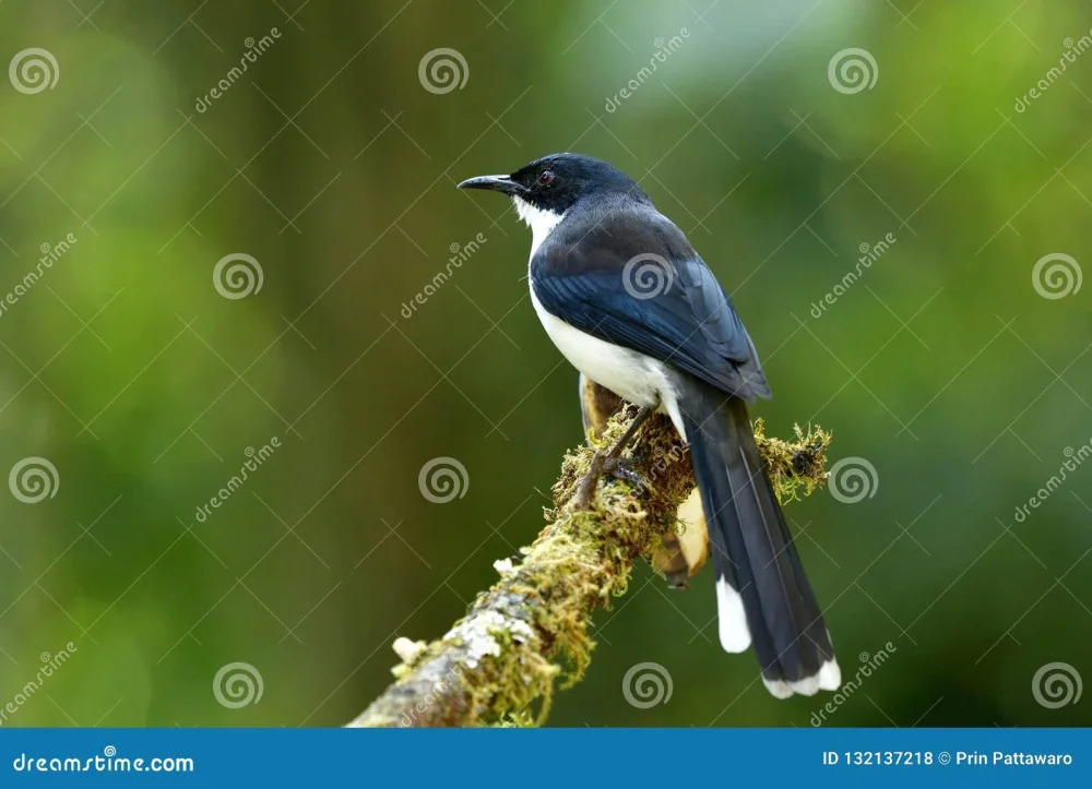 Pájaro Blanco y Negro de Cola Larga Belleza Contrastante