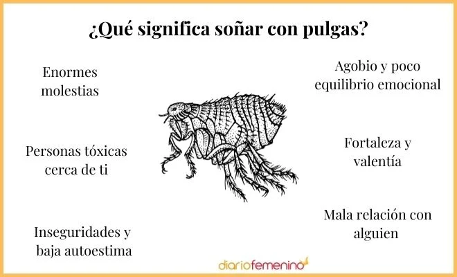 Significado del sueño de pulgas