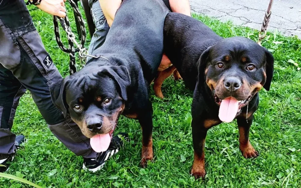 Perros para montas La elección perfecta para criar
