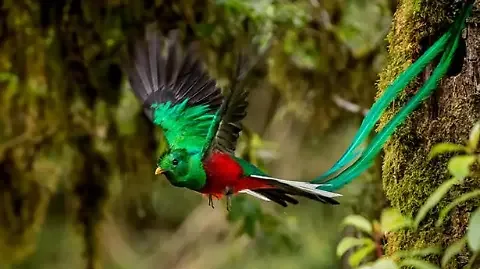 Quetzal El Ave Exótica que Desafía la Gravedad