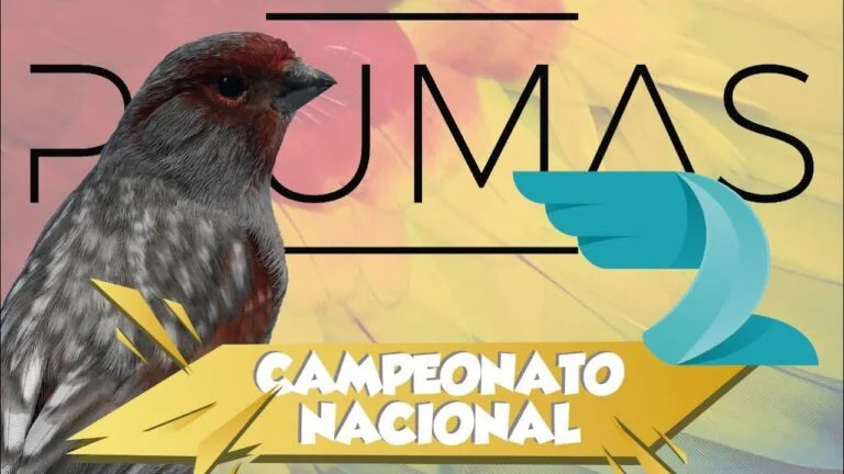 Descubre el encanto de los canarios alas grises