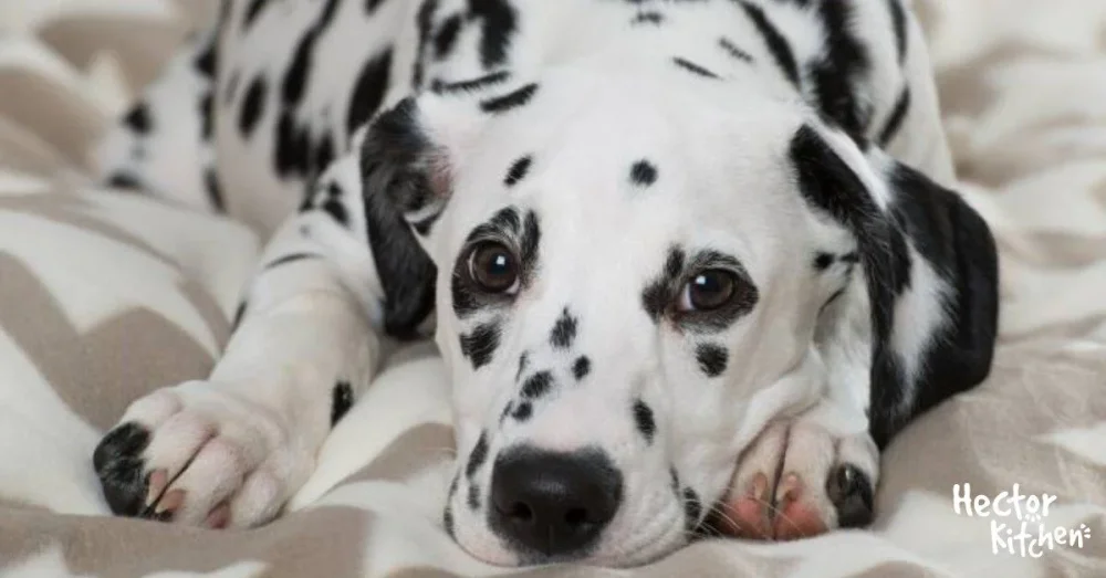Perros blancos y negros encanto en razas caninas