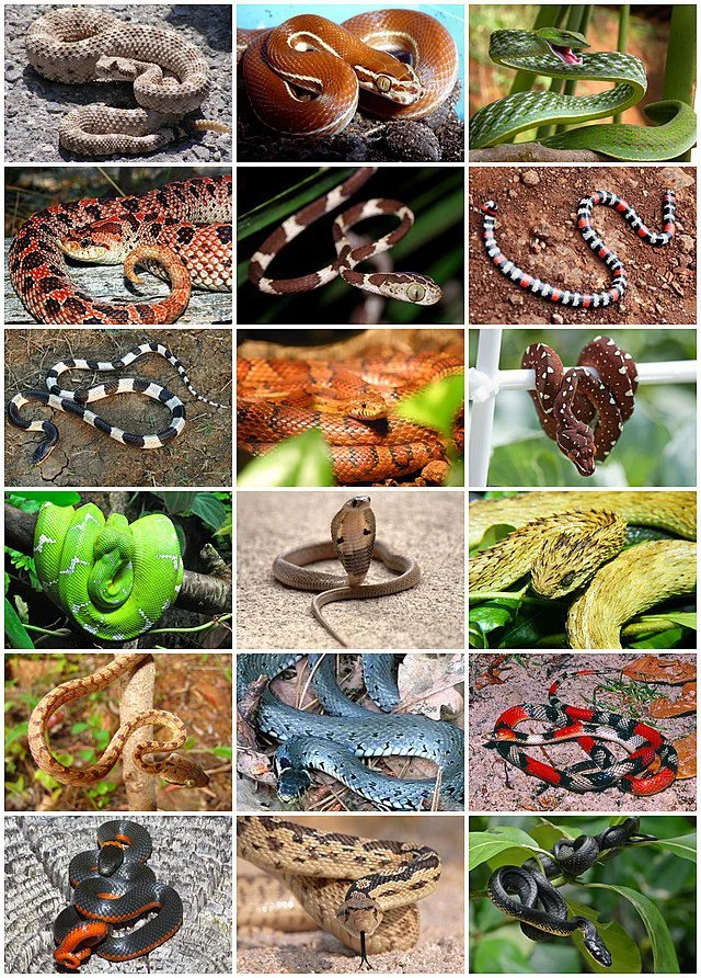 La diversidad de serpientes de colores