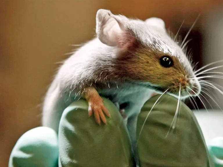 Ratas suicidas un llamado a escuchar y comprender