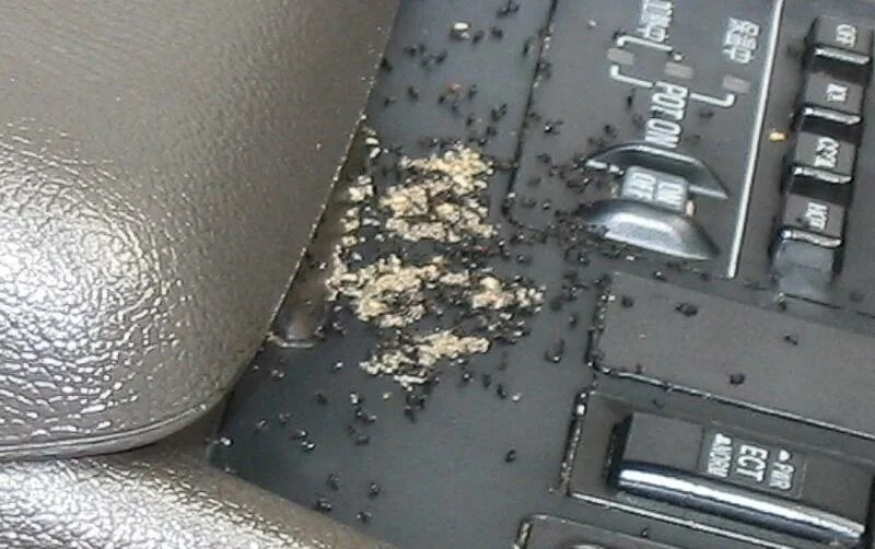 Significado de las hormigas en el coche