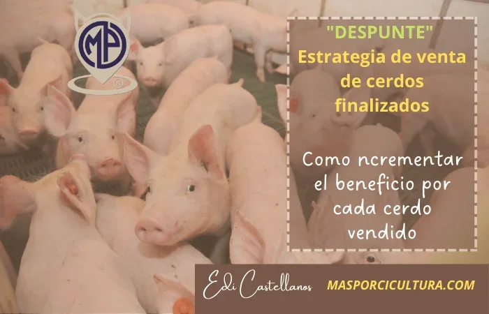 Ventajas y consideraciones al comprar cerdos vivos