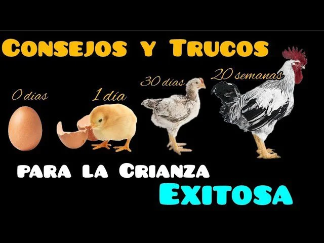 Cría exitosa de gallinas con pollitos Consejos y técnicas