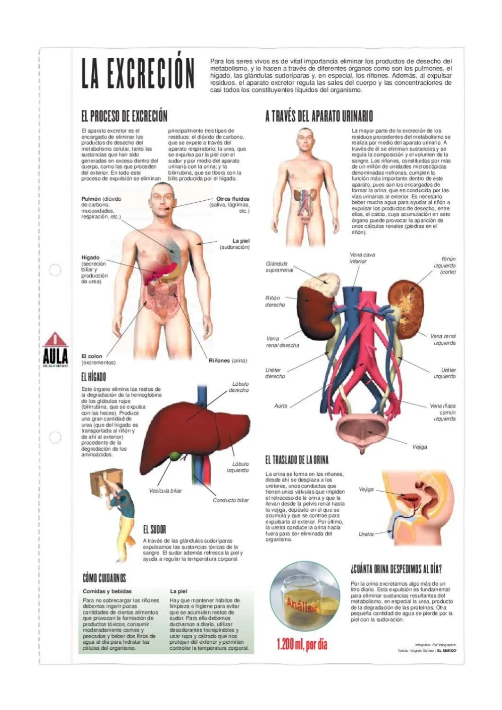 Diferencia entre excreción y defecación Qué expulsa nuestro cuerpo