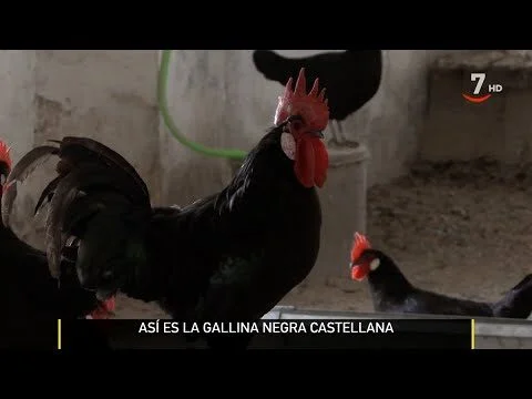 Gallina Castellana Roja Joya de la Avicultura
