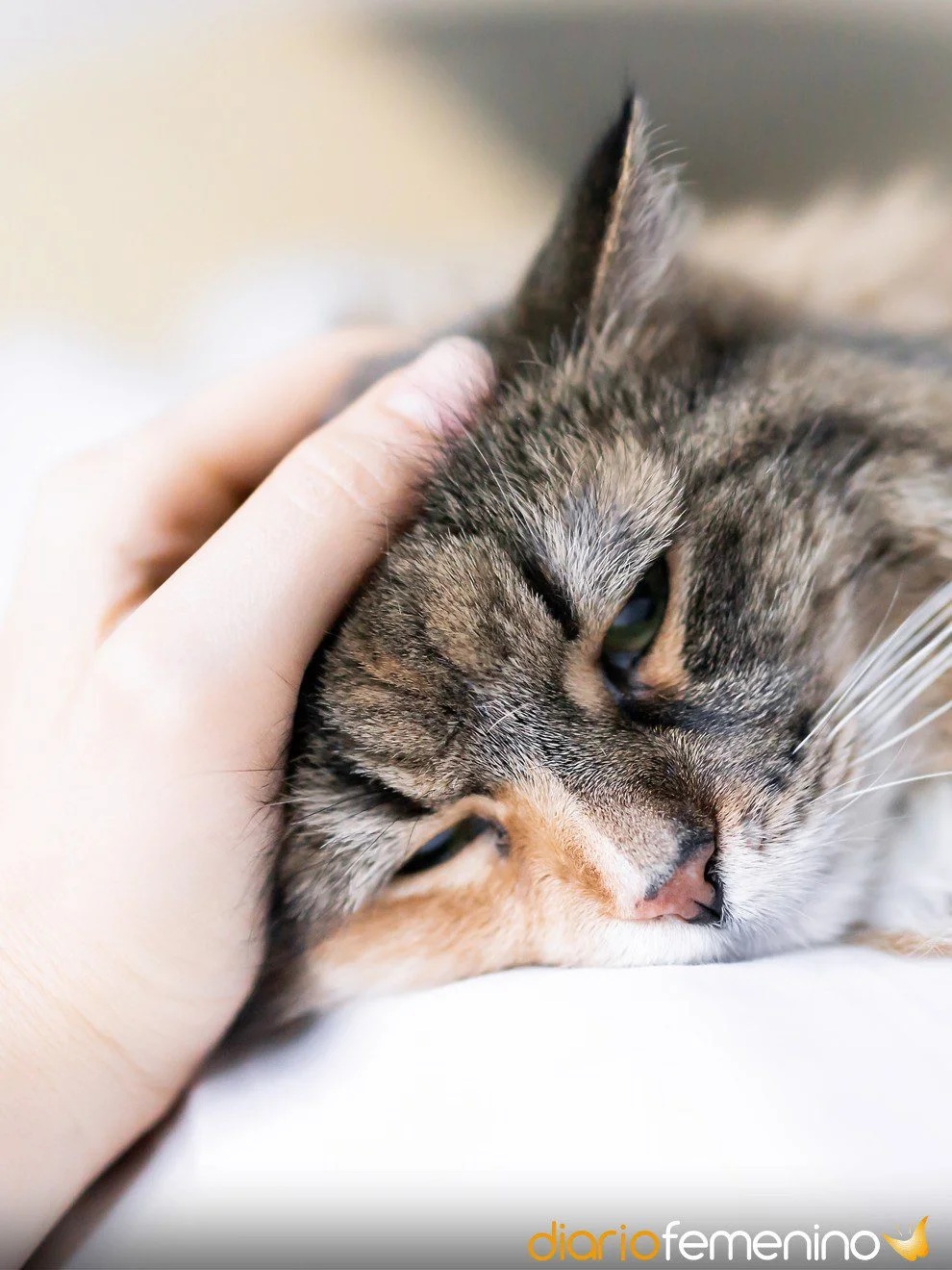 Significado del sueño gatitos enfermos