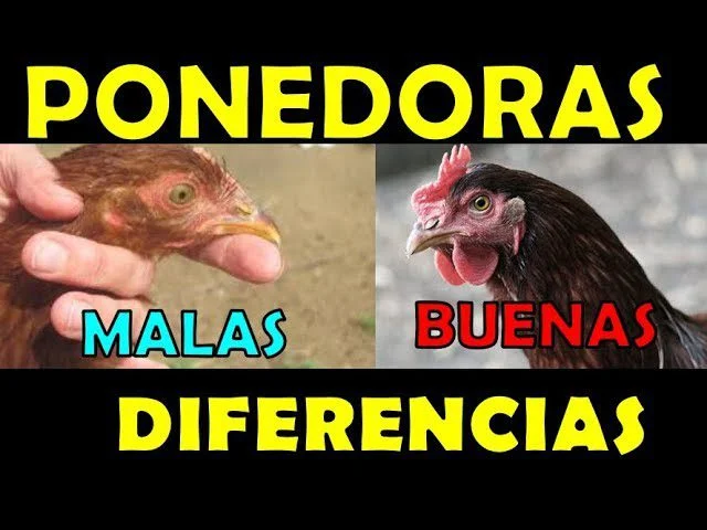 Cómo identificar gallinas ponedoras