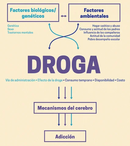 Drogas alucinógenas Todo lo que debes saber