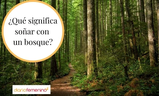 Explorando el mundo onírico Soñar en un bosque