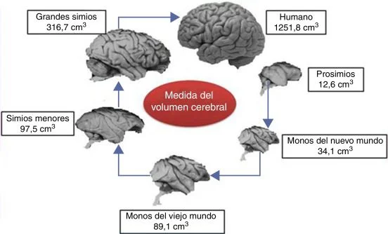 Filogenia del Cerebro Humano Análisis Optimizado