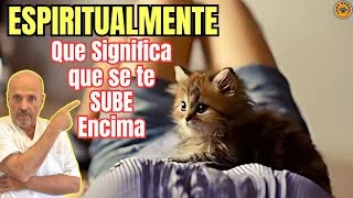 La conexión espiritual ¿Qué significa cuando un gato se sube?