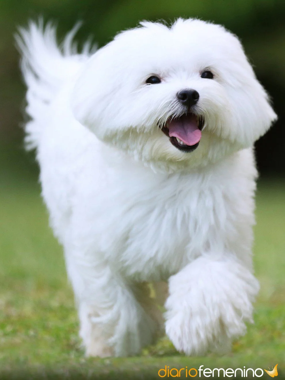Mensaje de pureza y alegría Soñar con perritos blancos