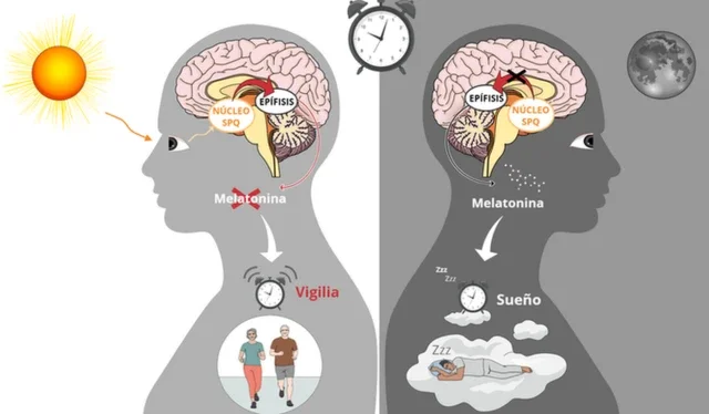 Advertencia los peligros al activar la glándula pineal