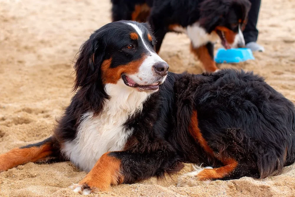 Perros blancos y marrones Belleza en dos colores