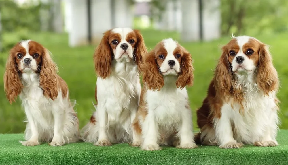 Perros pequeños gratis Encuentra tu compañero ideal