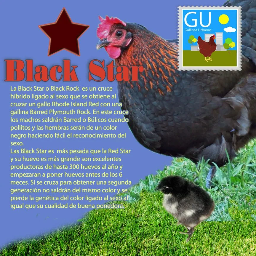 Comparativa de precios de gallinas ponedoras Encuentra la mejor