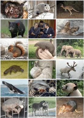 Mamíferos con s diversidad y características de estas especies