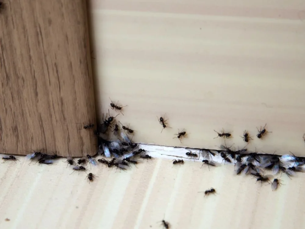 Plaga de hormigas en casa causas y soluciones