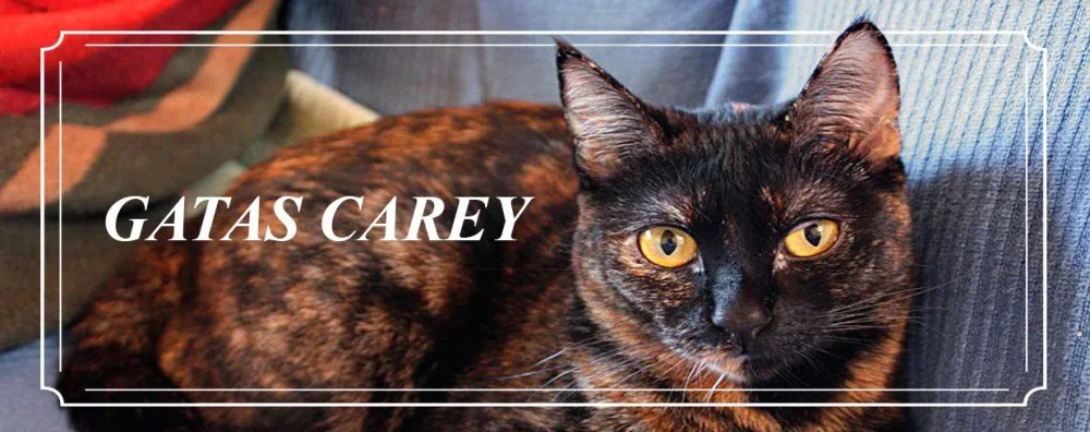 El significado de las gatas Carey una mirada concisa