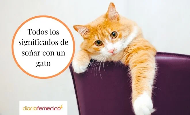 Número de la suerte al soñar con gatos