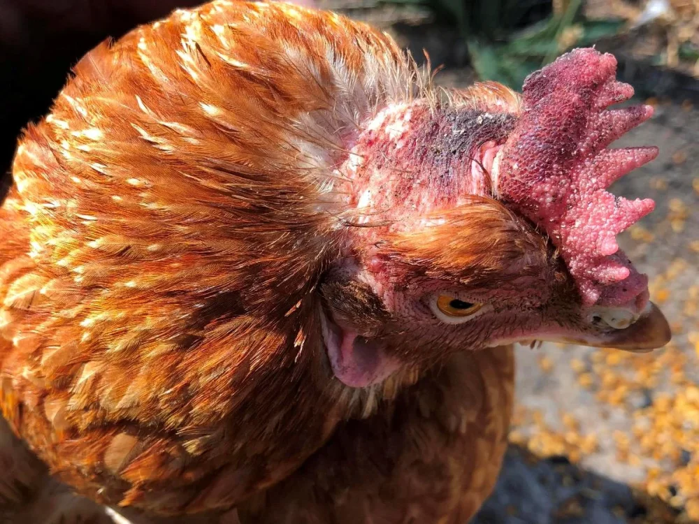 Gallinas sin plumas Causas y soluciones