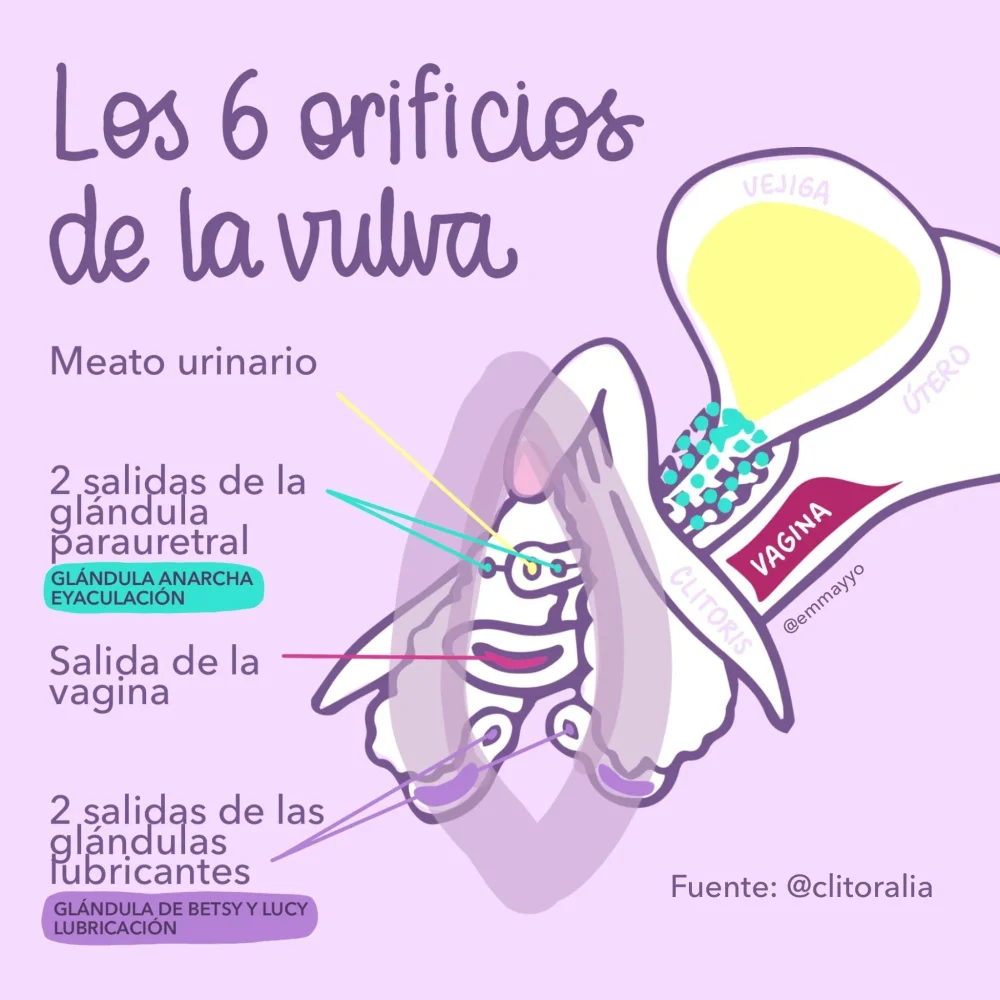 Diferencias en eyaculación ¿Por qué unos eyaculan más?