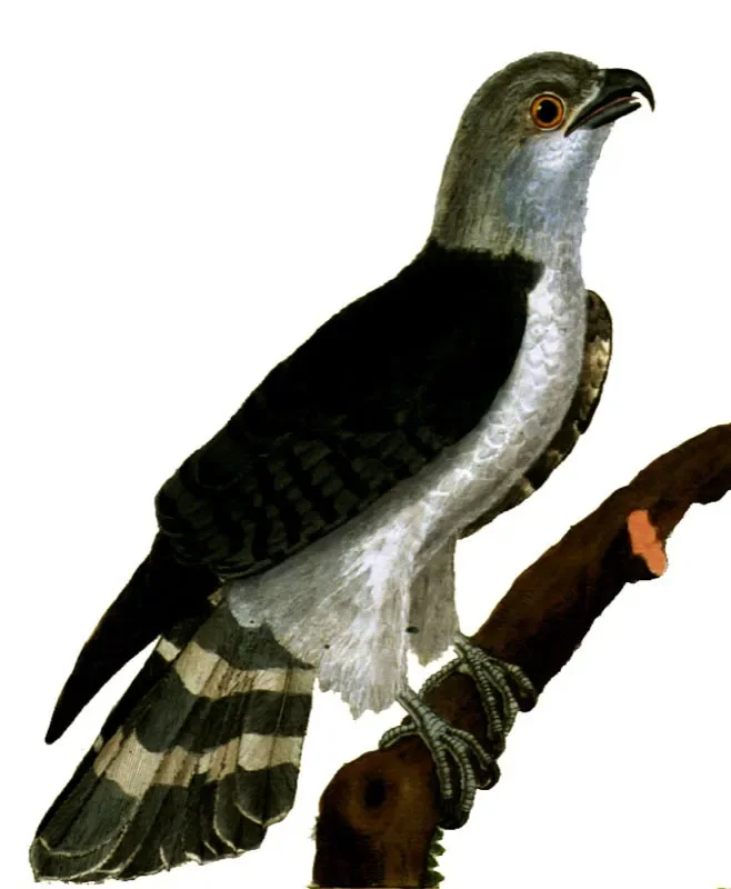 El encanto del pájaro gris y blanco belleza contrastante