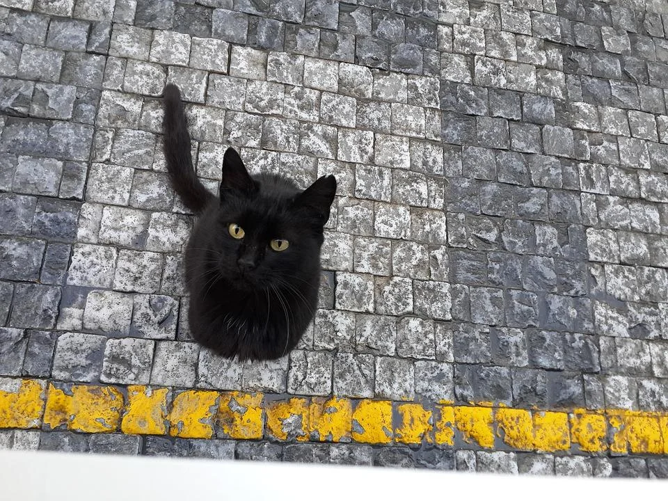 El Significado de un Gato Desconocido en Casa