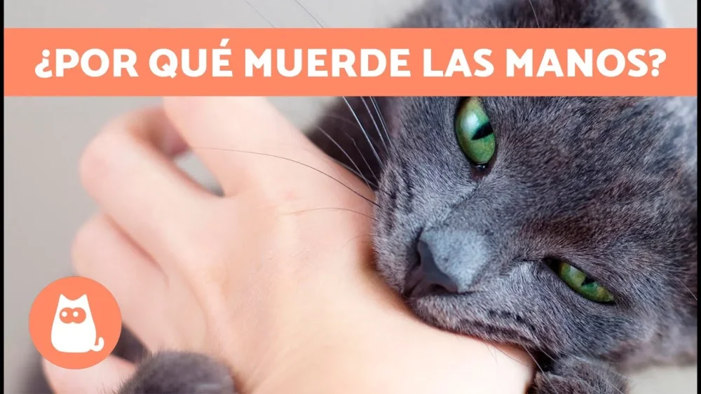 Significado de soñar con gato mordiendo la mano
