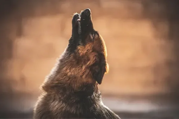 ¿El aullido de un perro predice la muerte?