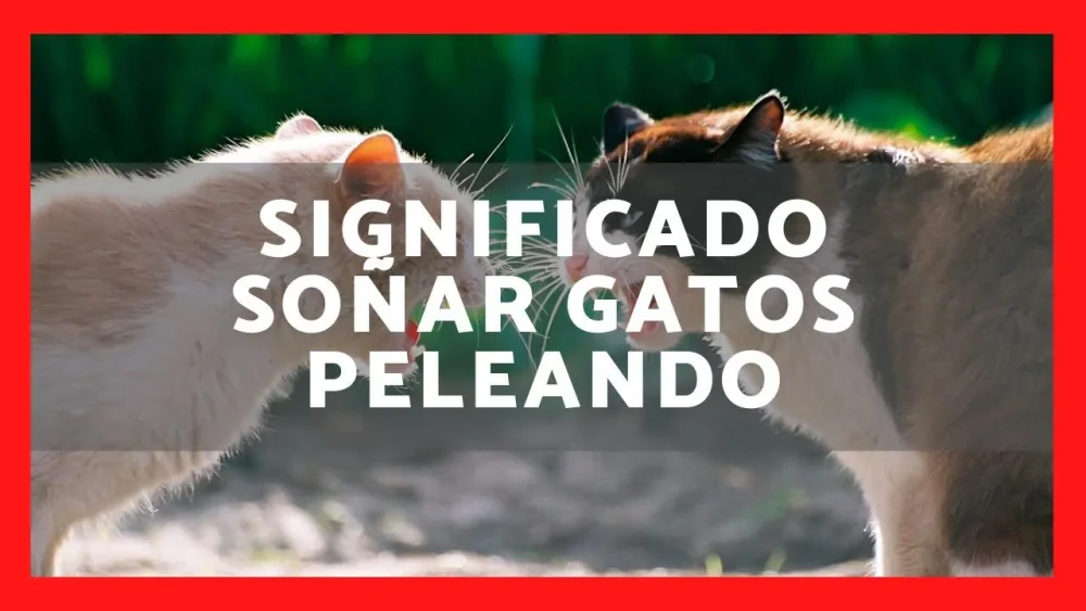 Significado de soñar con dos gatos peleando