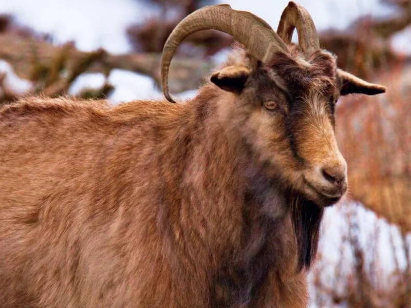 Soñar con cabras marrón Interpretación y mensajes ocultos