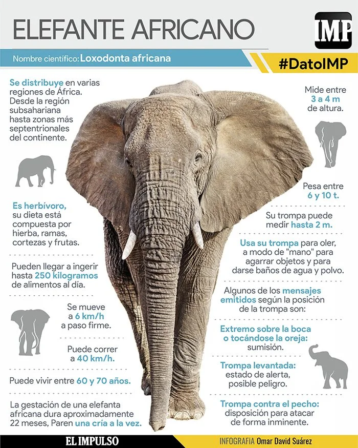 Descubriendo al Elefante Africano Elusivo